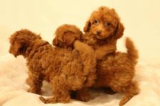 犬の写真10枚目