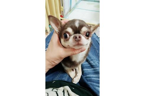 販売中のチワワ(ロングコート)の親犬