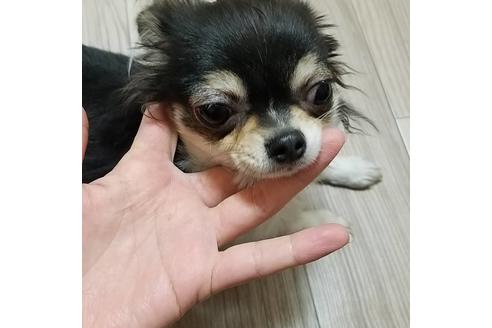 販売中のチワワ(ロングコート)の親犬