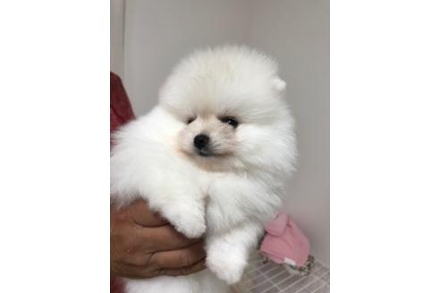 香川県のポメラニアン 女の子 2019 09 06生まれ ホワイト 子犬id 82375 ブリーダーナビ