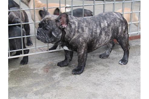 販売中のフレンチブルドッグの親犬