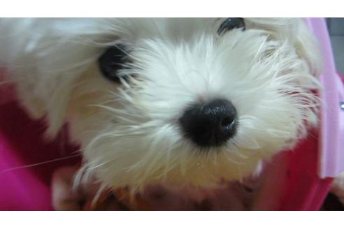 販売中のマルチーズの親犬