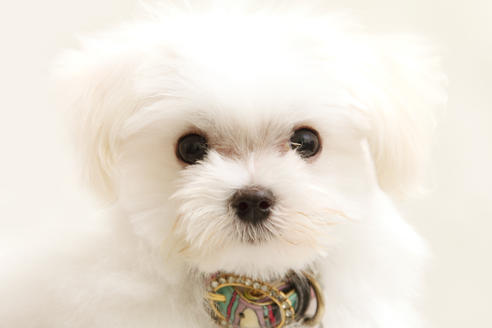 販売中のマルプー:マルチーズ×トイプードルの親犬