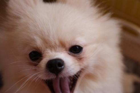 販売中のポメラニアンの親犬