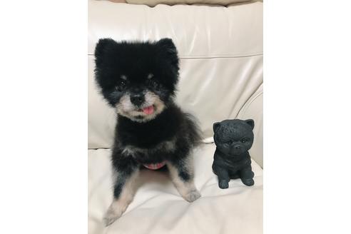 販売中のポメラニアンの親犬