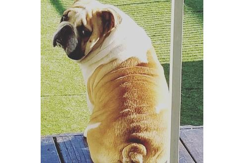 販売中のブルドッグの親犬