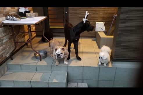 販売中のブルドッグの親犬