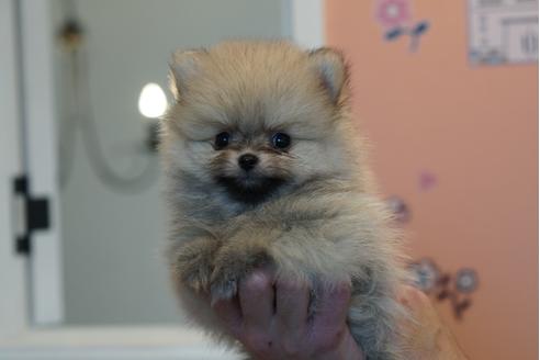岩手県のポメラニアン 女の子 2019 09 07生まれ クリーム 子犬id 83004 ブリーダーナビ