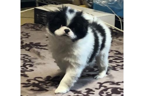 青森県の狆 チン 男の子 2019 08 26生まれ 白黒 子犬id 79663 ブリーダーナビ