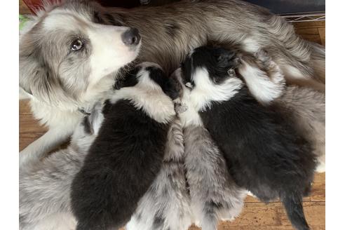 田中結花ブリーダー ブリーダーナビ
