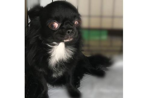 販売中のチワワ(ロングコート)の親犬
