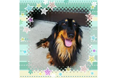 販売中のミニチュアダックスフンド(ロングヘアード)の親犬