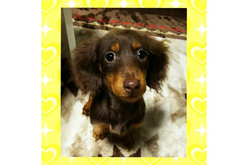 販売中のミニチュアダックスフンド(ロングヘアード)の親犬