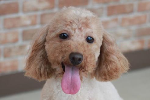 販売中のトイプードルの親犬