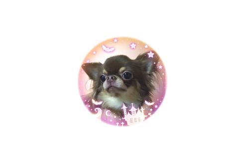 販売中のチワワ(ロングコート)の親犬
