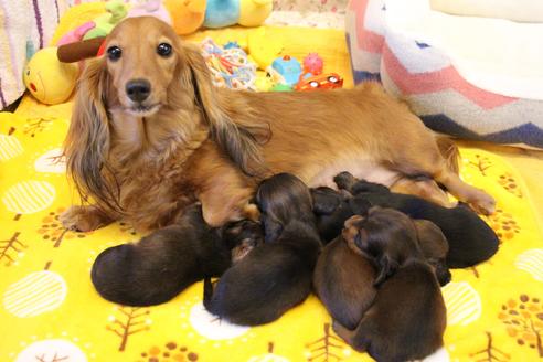 販売中のカニンヘンダックスフンド(ロングヘアード)の親犬
