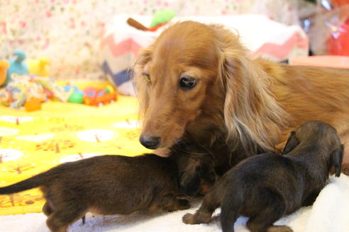 販売中のカニンヘンダックスフンド(ロングヘアード)の親犬