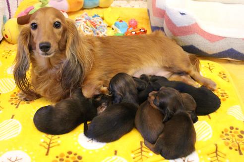 販売中のカニンヘンダックスフンド(ロングヘアード)の親犬
