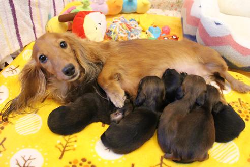 販売中のカニンヘンダックスフンド(ロングヘアード)の親犬
