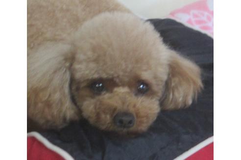 販売中のマルプー:マルチーズ×トイプードルの親犬