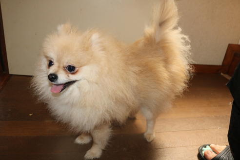販売中のポメラニアンの親犬
