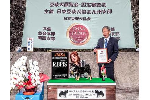 販売中の豆柴の親犬