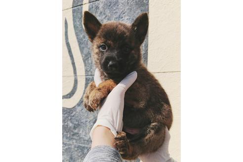 香川県の甲斐犬 男の子 19 09 生まれ 赤虎 子犬id 259 ブリーダーナビ 香川県の甲斐犬 男の子 19 09 生まれ 赤虎 子犬id 259 ブリーダーナビ