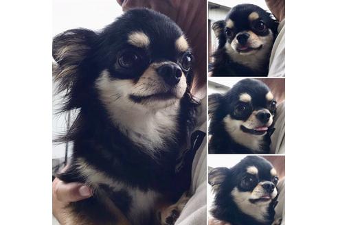 販売中のチワワ(ロングコート)の親犬