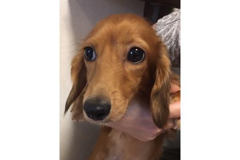 販売中のカニンヘンダックスフンド(ロングヘアード)の親犬