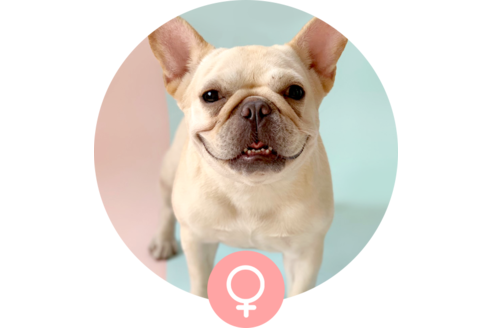 販売中のフレンチブルドッグの親犬