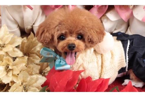 販売中のティーカッププードルの親犬