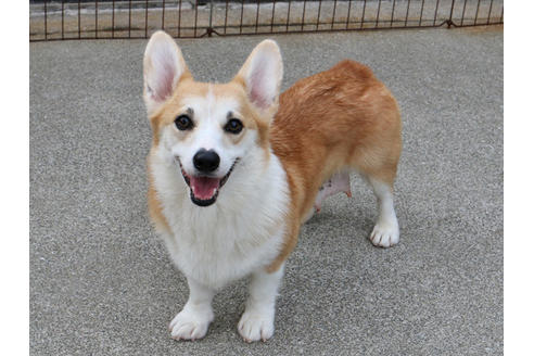 販売中のウェルシュコーギーペンブロークの親犬