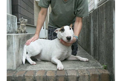 販売中のミニチュアブルテリアの親犬