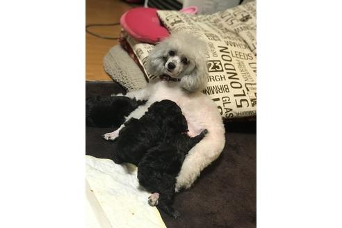 販売中のタイニープードルの親犬