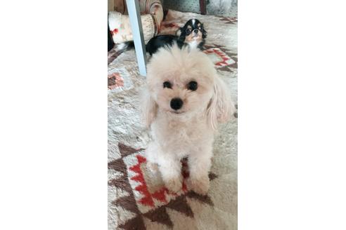 販売中のチワプー:チワワ×トイプードルの親犬