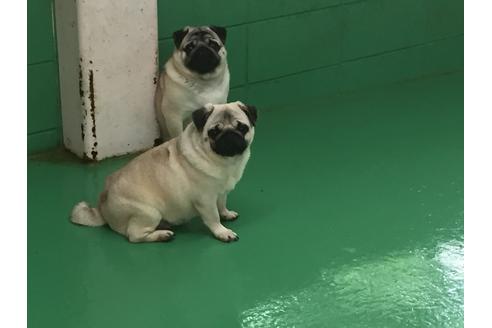 販売中のパグの親犬