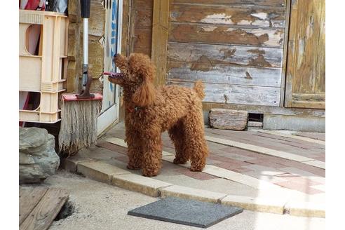 販売中のトイプードルの親犬