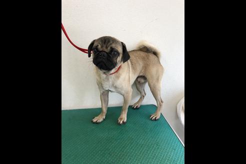 販売中のパグの親犬