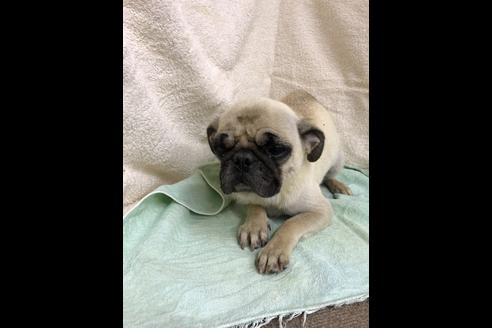 販売中のパグの親犬