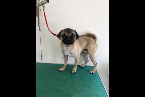 販売中のパグの親犬