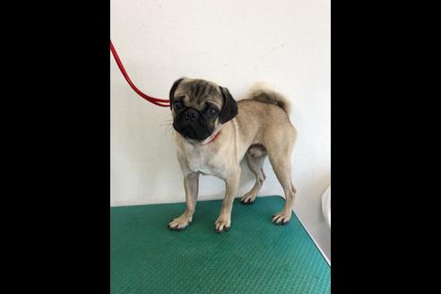 販売中のパグの親犬