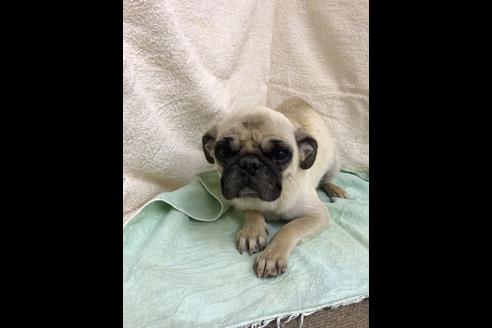 販売中のパグの親犬