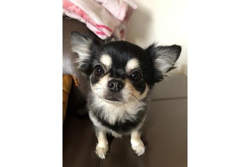 販売中のチワワ(ロングコート)の親犬
