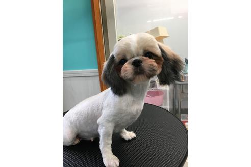 販売中のシーズーの親犬