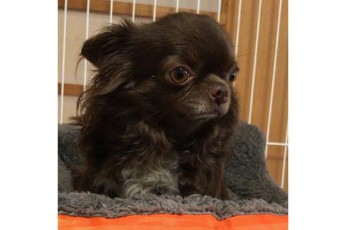 販売中のチワワ(ロングコート)の親犬