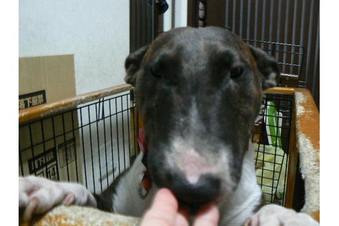 販売中のミニチュアブルテリアの親犬