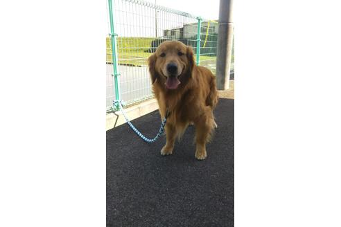 販売中のゴールデンレトリーバーの親犬