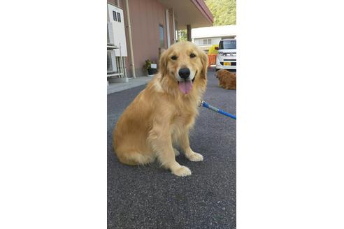 販売中のゴールデンレトリーバーの親犬
