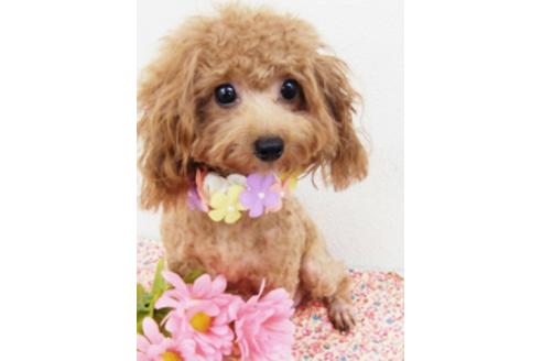 販売中のタイニープードルの親犬