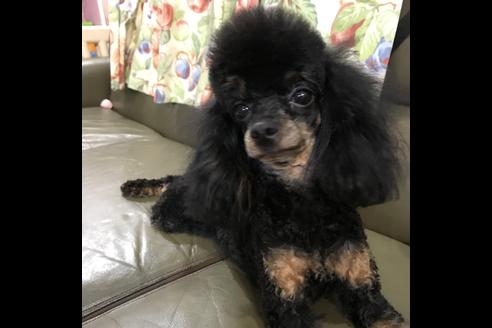 販売中のチワプー:チワワ×トイプードルの親犬